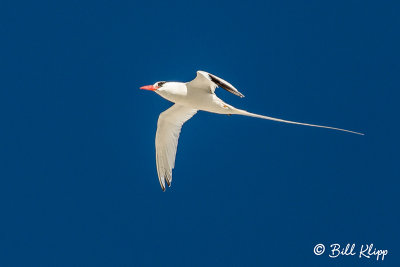 Red-Billed Tropicbird, Isla San Pedro Martir  2