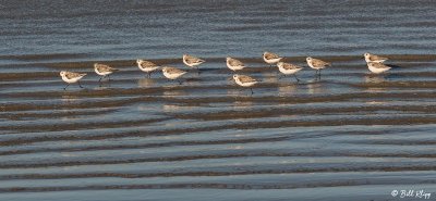 Sandpipers, Magdalena Bay  1