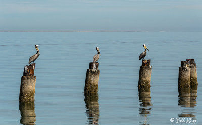 Brown Pelicans, Punta Belcher  1