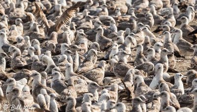 Gulls, Punta Belcher  2