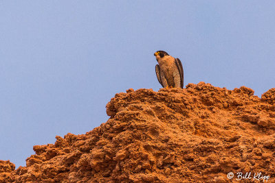 Peregrine Falcon, Punta Colorada  1