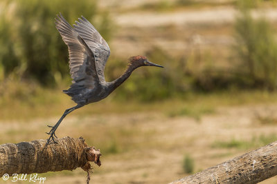 Reddish Heron, San Jose del Cabo  2