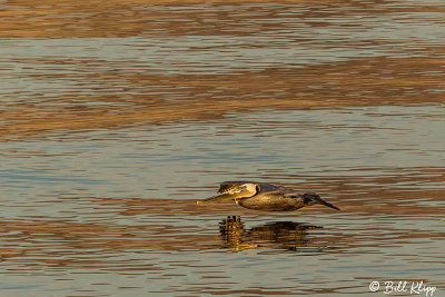 Brown Pelican, Sea of Cotez  3