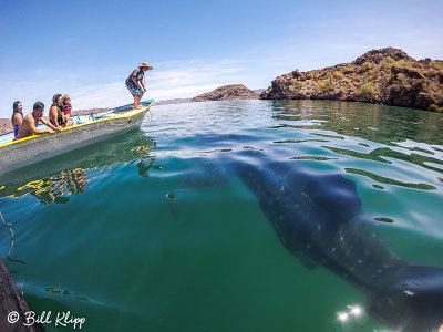 Whale Shark, Bahia Concepcion  3