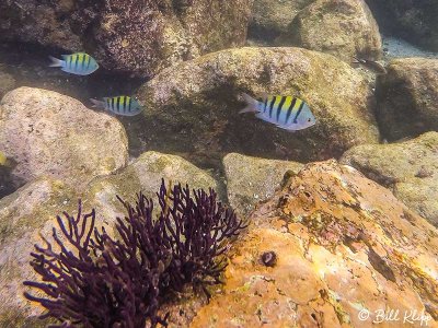 Fish, Los Islotes 1