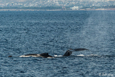 Humpback Whale, Isla Gorda Banks  2