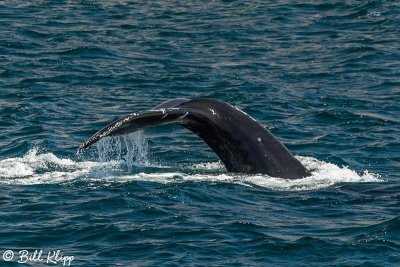 Humpback Whale, Baja Isla Ildefonso  1