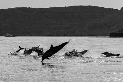 Common Dolphins, Los Gatos  4