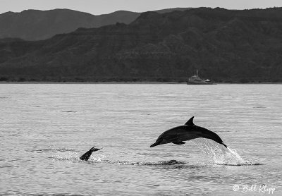 Common Dolphins, Los Gatos  3