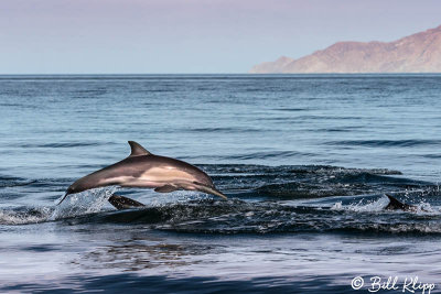 Common Dolphins, Los Gatos  2