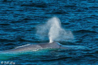 Blue Whale, Sea of Cortez  1