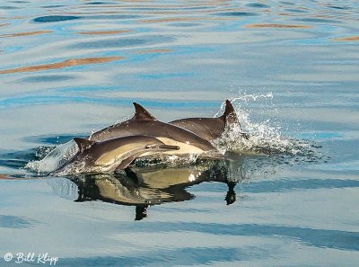 Common Dolphins, Sea of Cotez  9