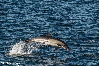 Common Dolphins, Sea of Cotez  8