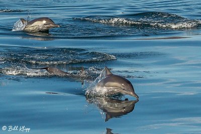 Common Dolphins, Sea of Cotez  3