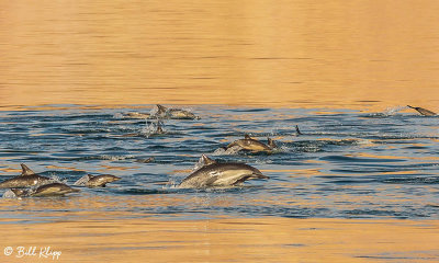 Common Dolphins, Sea of Cotez 4
