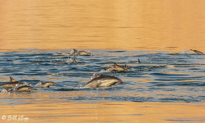 Common Dolphins, Sea of Cotez  4