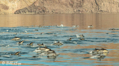 Common Dolphins, Sea of Cotez  5