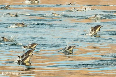 Common Dolphins, Sea of Cotez  6