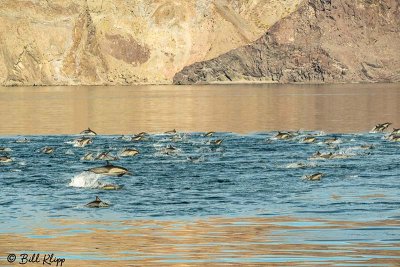 Common Dolphins, Sea of Cotez  7