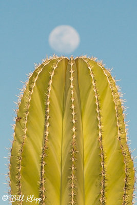 Cactus, Bahia de Los Angeles  1