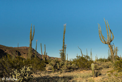 Boojum Trees, Bahia de Los Angeles  1