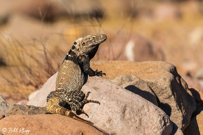 Spiny Tailed Iguana, Isla San Esteban 6
