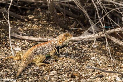 Lizard, Punta Belcher  1