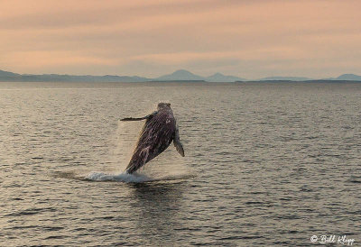Humpback Whale, Sea of Cortez  6