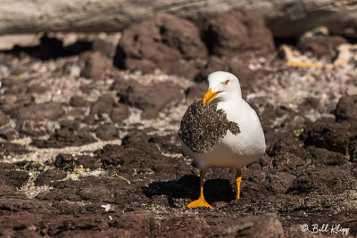 Yellow-Footed Gull with Flounder, San Marcos  2