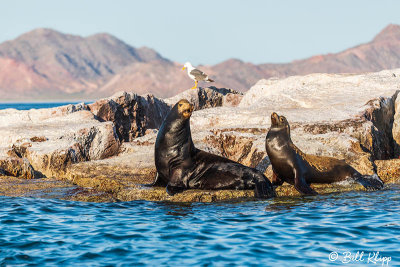 Sea Lions, Isla San Francisco  1