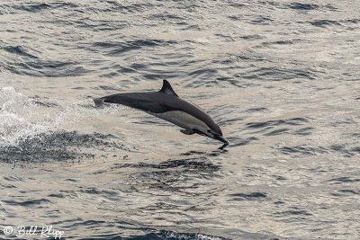 Common Dolphins, Sea of Cotez  11