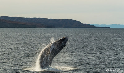 Humpback Whale, Sea of Cortez  7