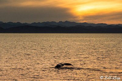 Humpback Whale, Sea of Cortez  5