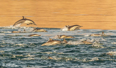 Common Dolphins, Sea of Cotez  11