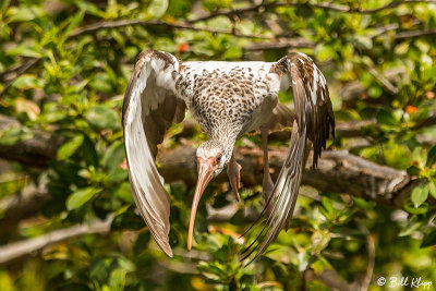 White Ibis, Key West Wildlife Center  6