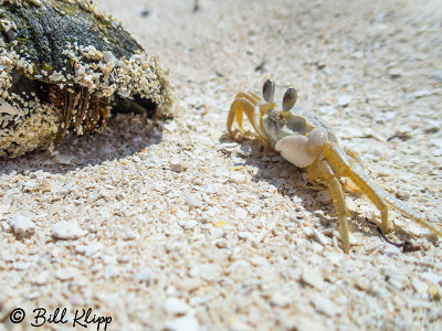 Ghost Crab, Marquesas Keys  4