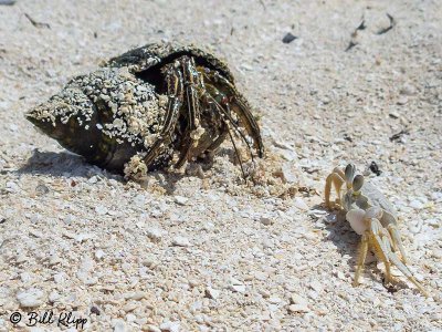 Ghost Crab, Marquesas Keys  5