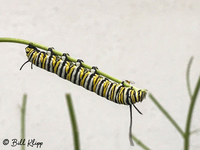 Monarch Caterpillar  1