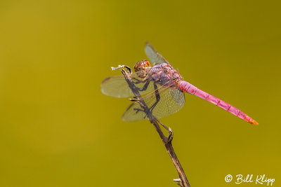 Dragonfly, Key West Wildlife Center 5
