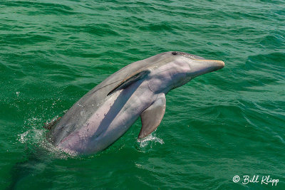 Bottlenose Dolphins, Bocca Grande  1