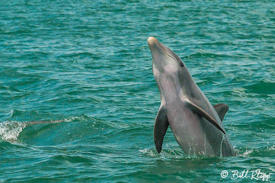 Bottlenose Dolphins, Bocca Grande  2