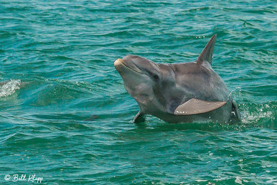 Bottlenose Dolphins, Bocca Grande  3