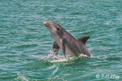 Bottlenose Dolphins, Bocca Grande  4