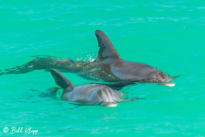 Bottlenose Dolphins, Snipes Keys  24