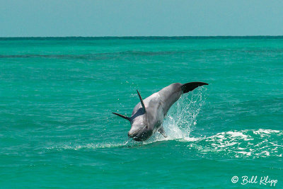 Bottlenose Dolphins, Snipes Keys 27