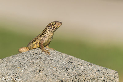 Curly-Tailed Lizard, Key West Cemetery  2