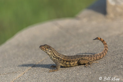 Curly-Tailed Lizard, Key West Cemetery  1