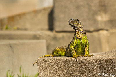 Green Iguana, Key West Cemetery  12
