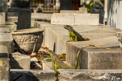 Green Iguana, Key West Cemetery  13