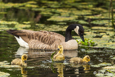 Canada Geese  29